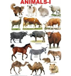 ANIMAL CHART